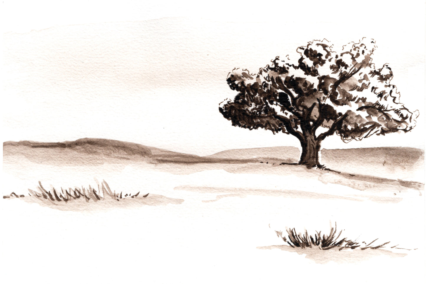 California Valley Oak Watercolor