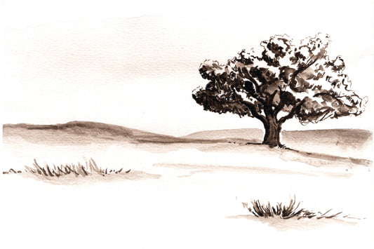 California Valley Oak Watercolor